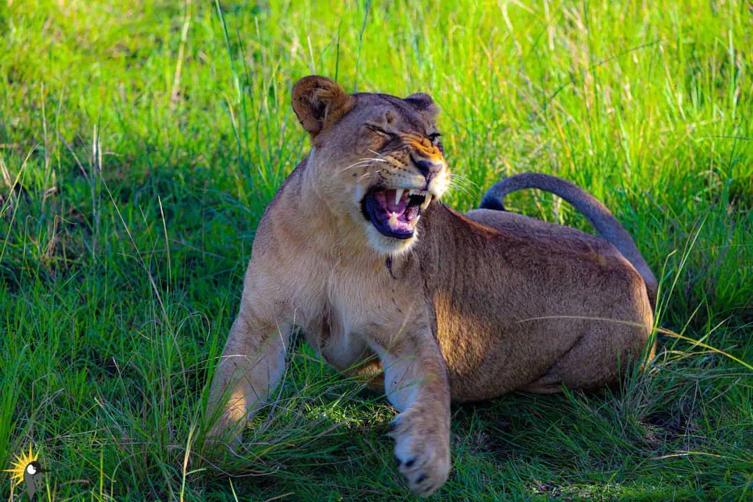 young lion yawning